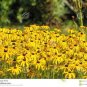 Beautiful Yellow Cornflower Flower 40 pcs Seeds