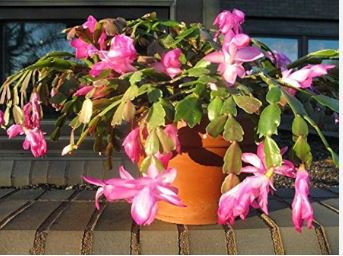 Beautiful Zygocactus Truncatus,schlumbergera Plants 20 pcs Seeds
