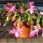 Beautiful Zygocactus Truncatus,schlumbergera Plants 20 pcs Seeds