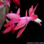 Beautiful Zygocactus Truncatus,schlumbergera Plants 20 pcs Seeds