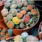 Beauty Mixed Mini Lithops Bonsai Plants 100 pcs Seeds