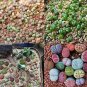 Beauty Mixed Mini Lithops Bonsai Plants 100 pcs Seeds