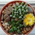 Beauty Mixed Mini Lithops Bonsai Plants Cactus Bonsai 100 pcs Seeds Beauty Mixed Mini Lithops Bonsai Plants Cactus Bonsai 100 pcs Seeds