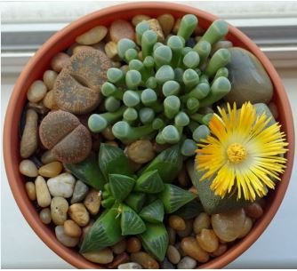Beauty Mixed Mini Lithops Bonsai Plants Cactus Bonsai 100 pcs Seeds