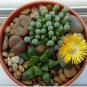 Beauty Mixed Mini Lithops Bonsai Plants Cactus Bonsai 100 pcs Seeds
