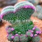 Beauty Mixed Mini Lithops Bonsai Plants Cactus Bonsai 100 pcs Seeds
