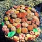 Beauty Mixed Mini Lithops Bonsai Plants Cactus Bonsai 100 pcs Seeds