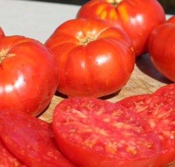 Beefmaster Hybrid F1 Tomato 100 pcs Seeds