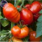 Beefmaster Hybrid F1 Tomato 100 pcs Seeds