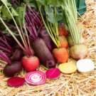 Beetroot Mixed Blood Yellow White Color Vegetable 50 pcs Seeds Beetroot Mixed Blood Yellow White Color Vegetable 50 pcs Seeds