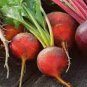 Beetroot Mixed Blood Yellow White Color Vegetable 50 pcs Seeds
