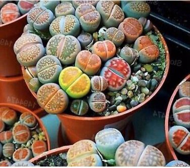 Beauty Mixed Mini Lithops Bonsai Plants Cactus Bonsai Plants 100 pcs Seeds