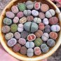Beauty Mixed Mini Lithops Bonsai Plants Cactus Bonsai Plants 100 pcs Seeds