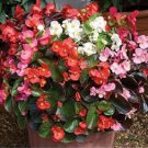 Begonia 100 pcs Seeds