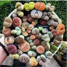Beauty Mixed Mini Lithops Bonsai Plants Cactus Bonsai Plants 100 pcs Seeds Beauty Mixed Mini Lithops Bonsai Plants Cactus Bonsai Plants 100 pcs Seeds