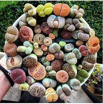 Beauty Mixed Mini Lithops Bonsai Plants Cactus Bonsai Plants 100 pcs Seeds