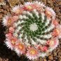 Beauty Mixed Mini Lithops Bonsai Plants Cactus Bonsai Plants 100 pcs Seeds