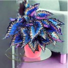 Begonia Bonsai Seeds Mixed Red White Orange Purple Orange Yellow ect 8 Colors 100 pcs Seeds