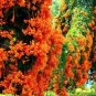Begonia Bonsai Seeds Mixed Red White Orange Purple Orange Yellow ect 8 Colors 100 pcs Seeds