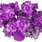 Begonia Bonsai Seeds Mixed Red White Orange Purple Orange Yellow ect 8 Colors 100 pcs Seeds