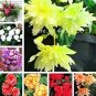 Begonia Bonsai Seeds Mixed Red White Orange Purple Orange Yellow ect 8 Colors 100 pcs Seeds
