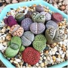 Beauty Mixed Mini Lithops Bonsai Plants Cactus Bonsai Plants 100 pcs Seeds Beauty Mixed Mini Lithops Bonsai Plants Cactus Bonsai Plants 100 pcs Seeds