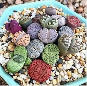 Beauty Mixed Mini Lithops Bonsai Plants Cactus Bonsai Plants 100 pcs Seeds