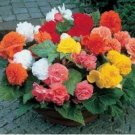Begonia Flower 100 pcs Seeds