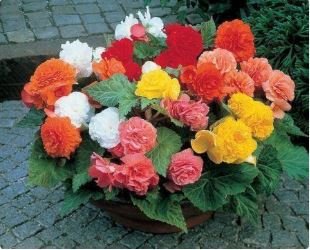 Begonia Flower 100 pcs Seeds