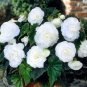Begonia Flower 100 pcs Seeds