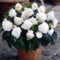Begonia Flower 100 pcs Seeds
