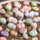 Beauty Mixed Mini Lithops Bonsai Plants Cactus Bonsai Plants 100 pcs Seeds Beauty Mixed Mini Lithops Bonsai Plants Cactus Bonsai Plants 100 pcs Seeds