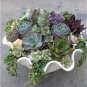 Beauty Mixed Mini Lithops Bonsai Plants Cactus Bonsai Plants 100 pcs Seeds