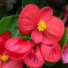 Begonia Flower (Begonia semperflorens) 10 pcs Seeds