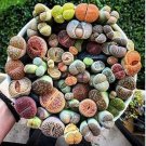 Beauty Mixed Mini Lithops Bonsai Plants Cactus Bonsai Plants 100 PCS Seeds Beauty Mixed Mini Lithops Bonsai Plants Cactus Bonsai Plants 100 PCS Seeds