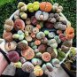 Beauty Mixed Mini Lithops Bonsai Plants Cactus Bonsai Plants 100 PCS Seeds