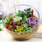 Beauty Mixed Mini Lithops Bonsai Plants Cactus Bonsai Plants 100 PCS Seeds