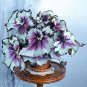 Begonia Flower Bonsai 100 PCS Seeds