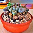 Beauty Mixed Mini Lithops Bonsai Plants Cactus Bonsai Plants 100 PCS Seeds Beauty Mixed Mini Lithops Bonsai Plants Cactus Bonsai Plants 100 PCS Seeds