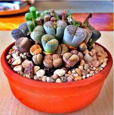 Beauty Mixed Mini Lithops Bonsai Plants Cactus Bonsai Plants 100 PCS Seeds
