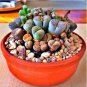 Beauty Mixed Mini Lithops Bonsai Plants Cactus Bonsai Plants 100 PCS Seeds