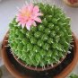 Beauty Mixed Mini Lithops Bonsai Plants Cactus Bonsai Plants 100 PCS Seeds