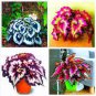Begonia Flower Seed Flowers 200 PCS Seeds