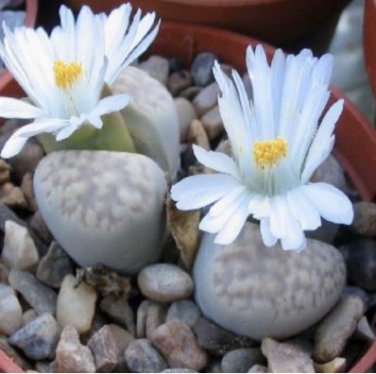 Beauty Mxed Mini Lithops Bonsai Plants Cactus Bonsai Plants 100 PCS Seeds