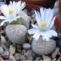 Beauty Mxed Mini Lithops Bonsai Plants Cactus Bonsai Plants 100 PCS Seeds