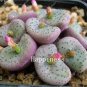 Beauty Mxed Mini Lithops Bonsai Plants Cactus Bonsai Plants 100 PCS Seeds
