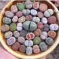 Beauty Mxed Mini Lithops Bonsai Plants Cactus Bonsai Plants 100 PCS Seeds