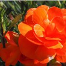 Begonia Flower Seeds Golden Double Flowers with Red Edge 100 PCS Seeds Begonia Flower Seeds Golden Double Flowers with Red Edge 100 PCS Seeds