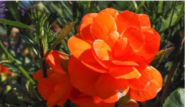 Begonia Flower Seeds Golden Double Flowers with Red Edge 100 PCS Seeds