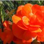 Begonia Flower Seeds Golden Double Flowers with Red Edge 100 PCS Seeds